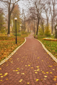 美丽浪漫的小巷，公园里有五颜六色的树木和阳光。秋季自然背景