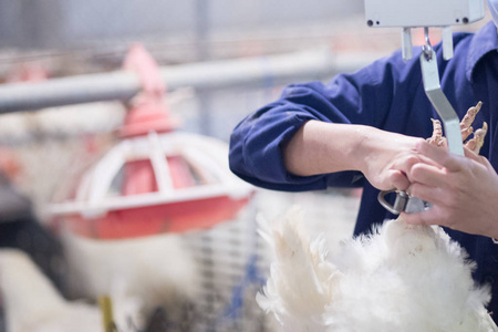 家禽养殖场与肉鸡饲养者鸡.