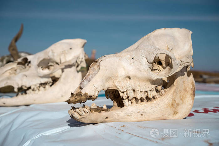 骆驼头骨梅尔祖加摩洛哥