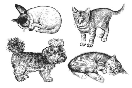 可爱的小狗和小猫。 家庭宠物隔离在白色背景上。 素描。 矢量插图艺术。 动物的写实肖像。 古董。 狗和猫的黑白手绘。