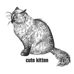 素描小猫图片