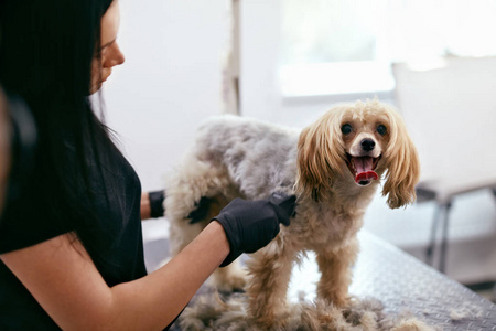 狗毛剪了。宠物沙龙美容师美容犬