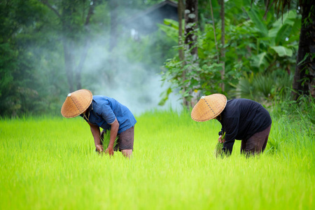 农民在雨季种植水稻，在稻田里工作。他们用水和泥浆浸泡，准备种植。