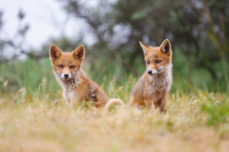 野生红幼狐在自然栖息地