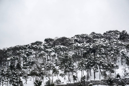 森林里的雪树