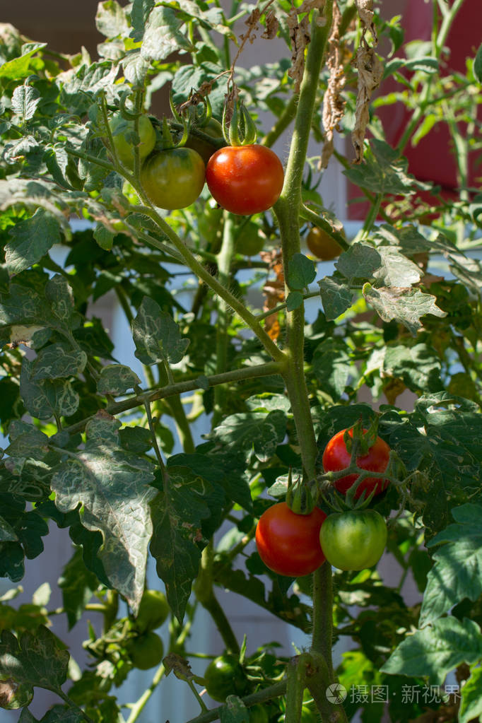 番茄植株提供了新产品它正在变得成熟蔬菜是绿色的