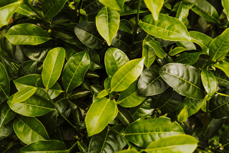 绿茶和新鲜的叶子。茶叶种植园关闭绿色背景