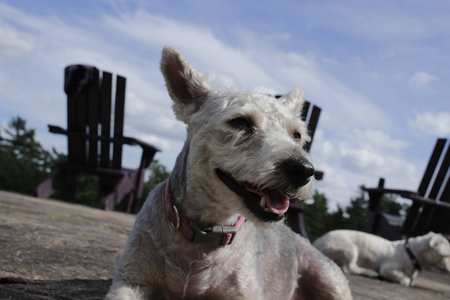 约克波在草地上摆姿势.