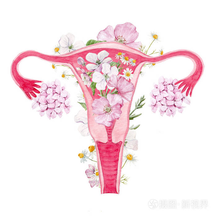 妇女子宫用花例证