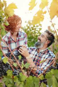 成熟的夫妇在葡萄园里玩，切葡萄