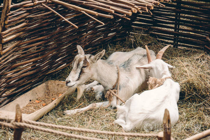 两只山羊躺在喂食器附近的草床上休息栅栏后面有食物