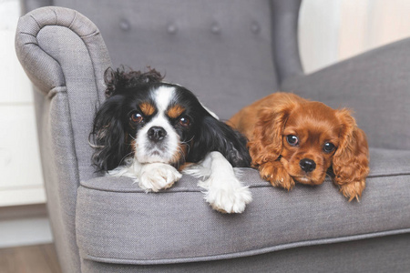 两只自由的狗在扶手椅上一起放松