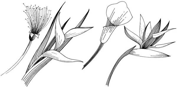 热带花卉的矢量风格。 孤立的插图元素。 矢量花为背景纹理包装图案框架或边框。