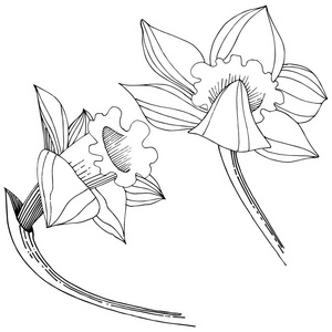 矢量水仙野花。 花卉植物花。 孤立的插图元素。 矢量野花为背景纹理包装图案框架或边框。