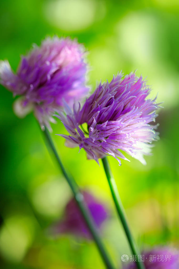 绿色模糊背景下的紫韭菜花
