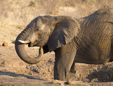 非洲象非洲象在纳米比亚的一个水孔