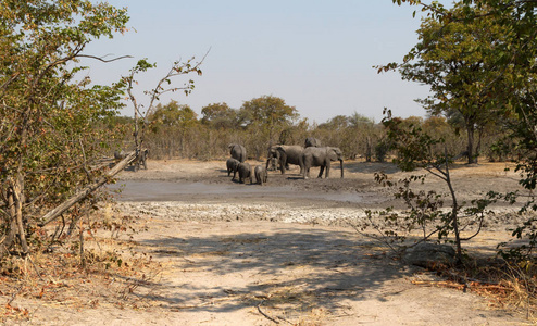 非洲象在泥沼中游泳的波茨瓦纳