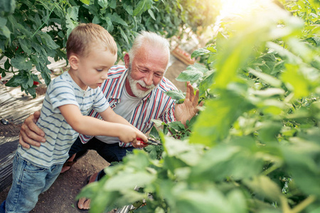 祖父和孙子在温室采摘西红柿。
