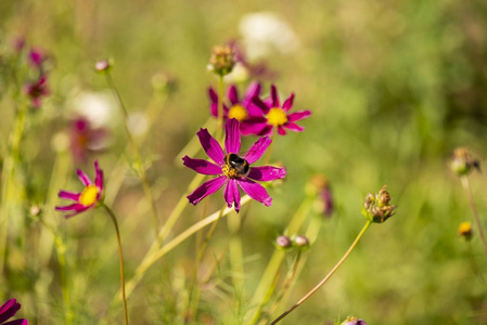 花在模糊的背景上，紫色的花瓣和黄色中间的大黄蜂