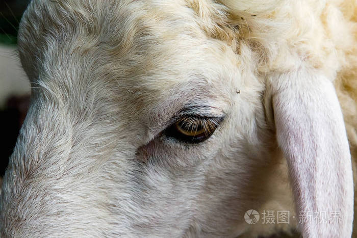 白色和棕色绵羊的近眼