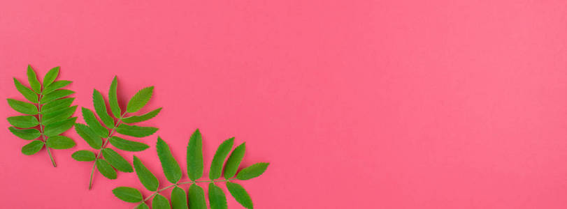 创意平面布局顶部视图模式与新鲜绿色罗旺树叶在明亮的粉红色背景与复制空间在最小的二调流行艺术风格，框架模板的文本。长长的宽幅旗帜
