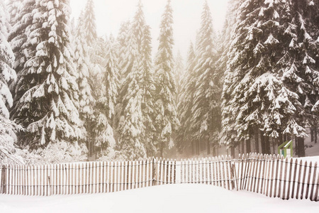 一片覆盖着雪的森林，在冬季的前景中有一个雪栅栏水平的。