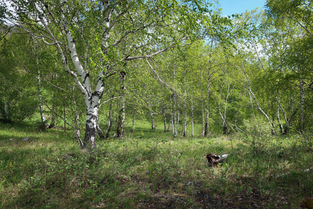 俄罗斯巴什基里亚南乌拉尔桦林图片
