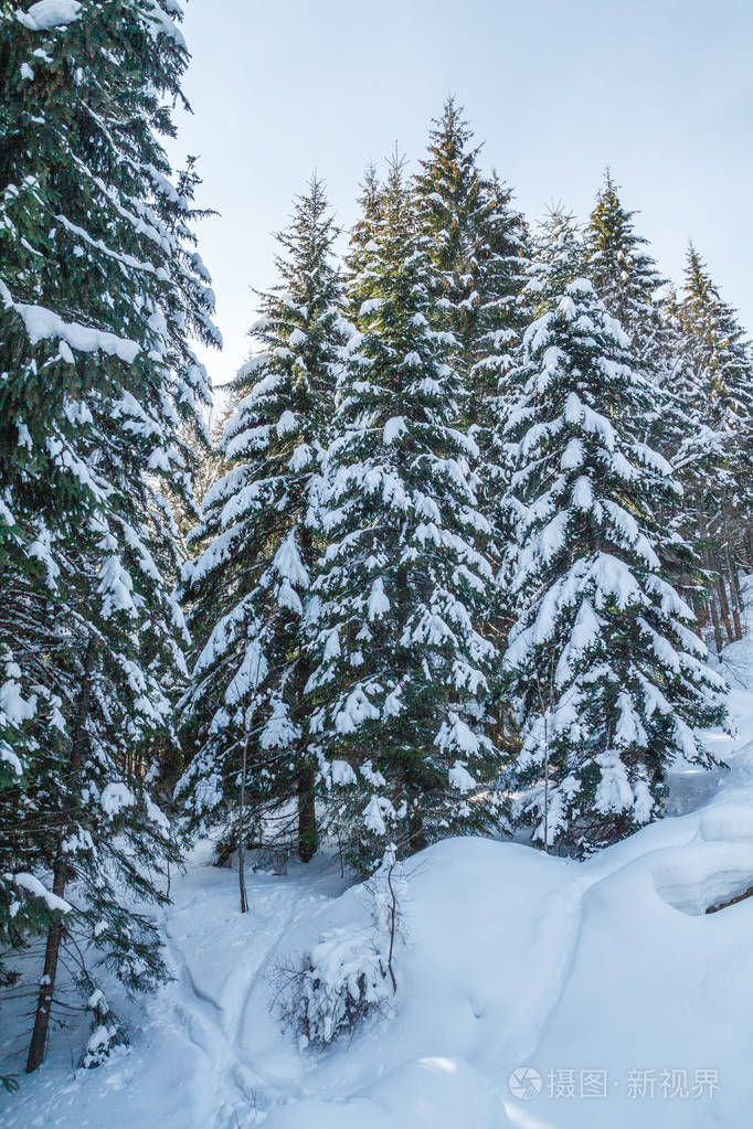 从上面和侧面看雪覆盖的松树松树或烈酒冬天在布科维尔的森林滑雪斜坡