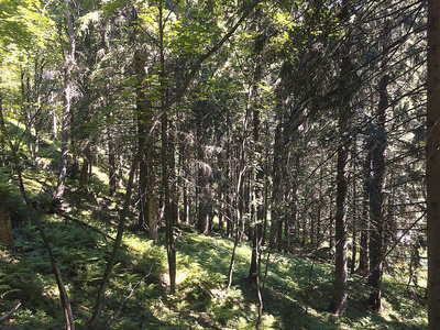 蒙蒂罗萨附近格雷斯尼山谷一片树林的林下景观