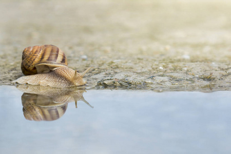 雨后蜗牛在水边的混凝土上爬行..蜗牛在水上反射。