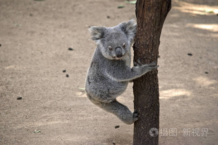 乔伊考拉正试图爬上树