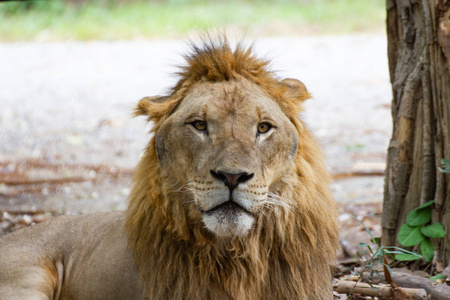 泰国亚洲动物园中的头雄狮