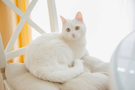 家中一只可爱的白猫的肖像