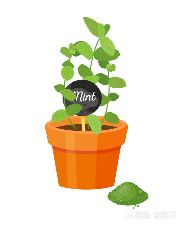 薄荷植物和刻字矢量插图