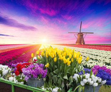 传统荷兰荷兰荷兰荷兰风景与一个典型的风车和郁金香荷兰乡村