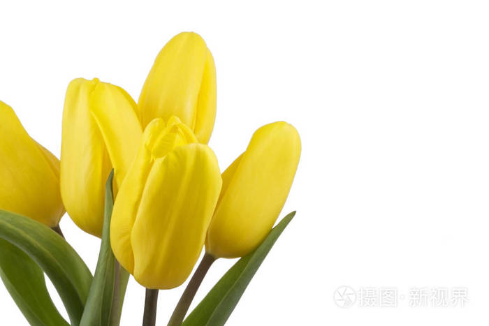 白色背景的五朵黄色郁金香花