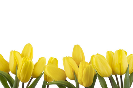 白色背景的黄色郁金香花边框图片