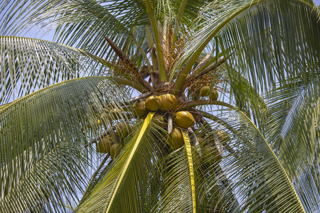 把椰子挂在棕榈树上，贴着蓝天泰国