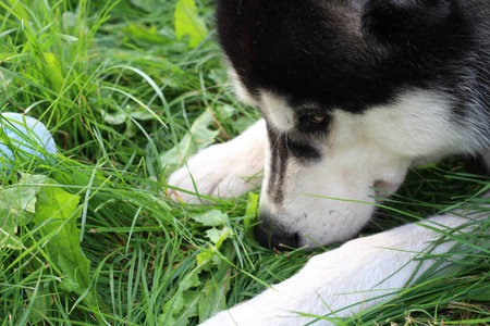 哈士奇躺在绿草上。 夏季狗游戏。