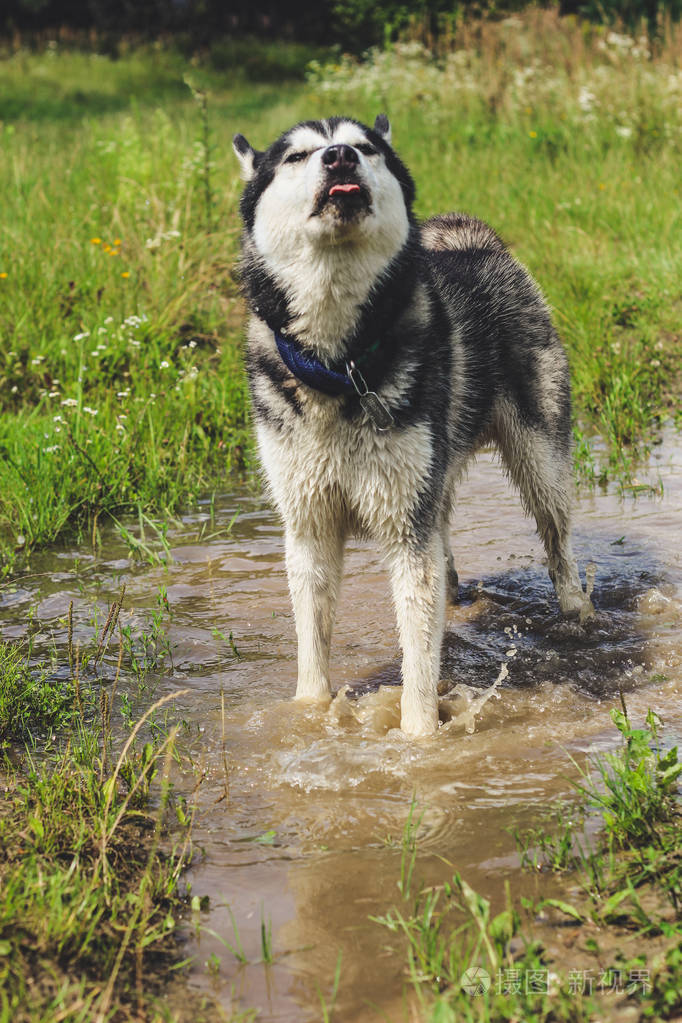 哈斯基把水从羊毛里抖出来.