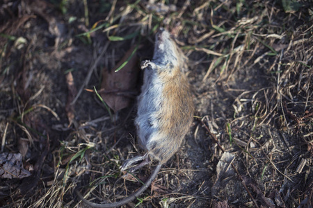 小鼠户外图片-小鼠户外素材-小鼠户外插画-摄图新视界