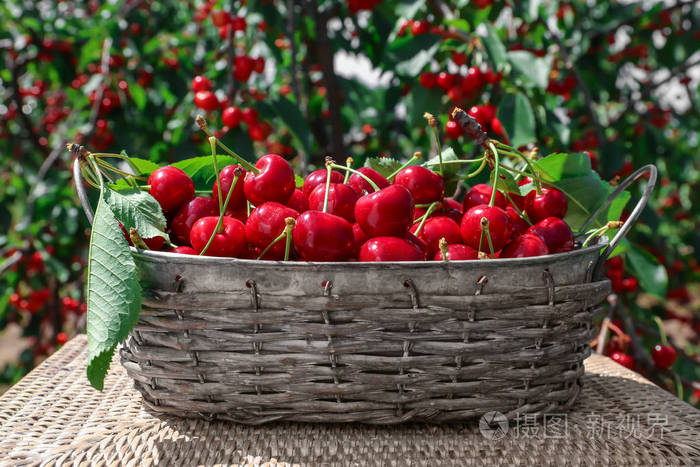 篮子里有甜的成熟樱桃