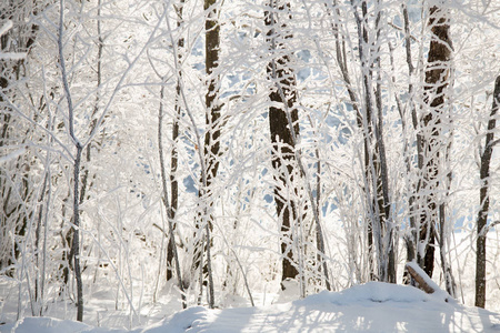 寒冷的天气。 寒冷的天气条件。 有霜雪冬季背景的树木。