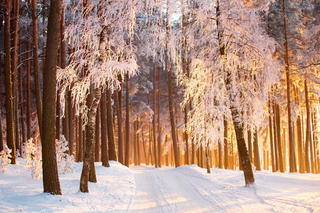冬天森林里的路。 冬季景观。 美丽的冬季圣诞森林，有白色的树木和雪。 圣诞节早上在公园里。