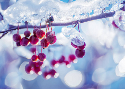 在一个阳光明媚的冬日，满是浆果的树枝上覆盖着闪闪发光的冰。有选择的焦点。