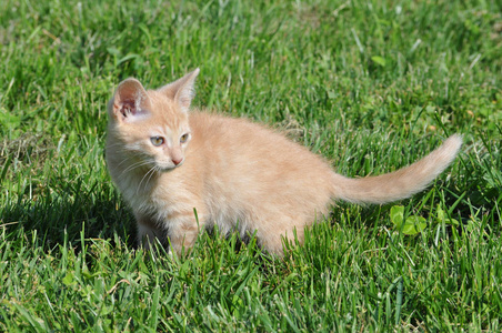 橙色的家养猫猫猫哺乳动物在草地上