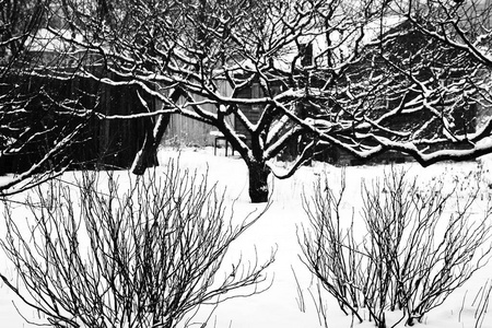 黑色和白色的雪下的树木和灌木的剪影