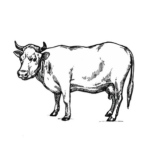 牛隔离白色背景手绘线艺术股票矢量插图着色书页