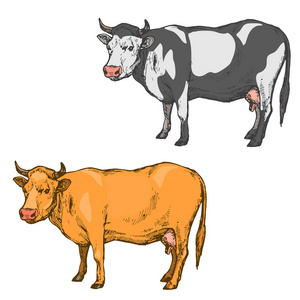 牛场动物组分离白色背景手绘线艺术股票矢量插图