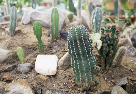 生长在土壤中的绿色仙人掌照片
